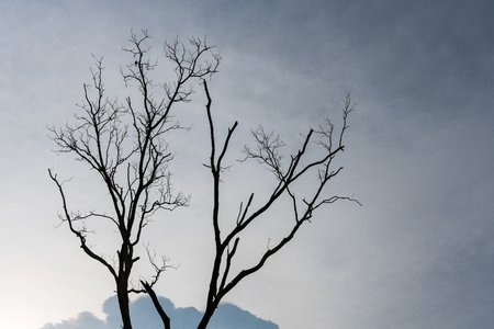 Silhouette of dying tree with overcast sky background.の写真素材