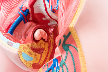 Close-up of Internal organs dummy on white background. Human anatomy model. Female reproductive system.の写真素材