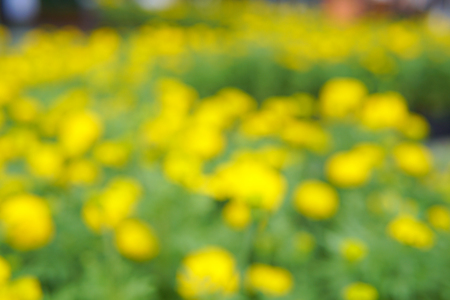 Blurred image of a field of yellow flowers. This looked spectacular and contrasting colors give a feel fresh.の写真素材