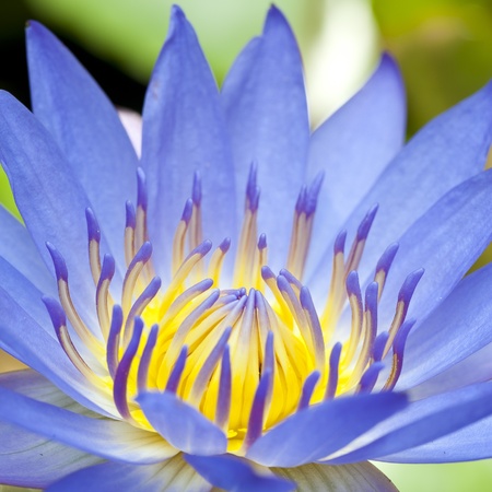 Blooming lotusの写真素材