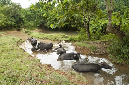 Buffalos stay on watering in the river