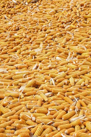 Dried cornsの写真素材