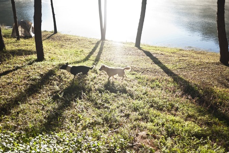 Two dogs running on the lawn in the parkの写真素材