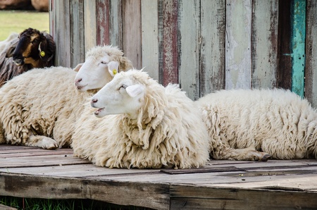 Sheep in green meadowの写真素材