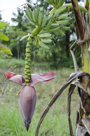 Banana flowerの写真素材