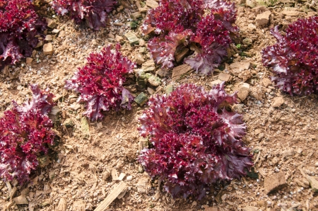 Red Coral, Organic garden