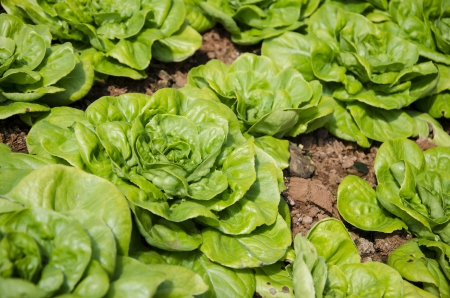 Butterhead Lettuce, Organic gardenの写真素材