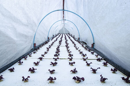 Hydroponics vegetableの写真素材