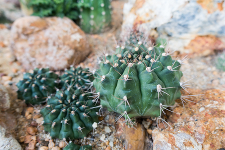 Small Cactus Decorationの写真素材