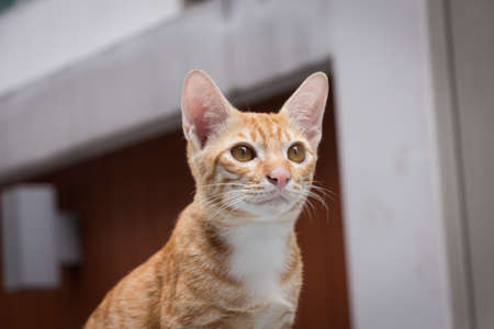 domestic Catの写真素材