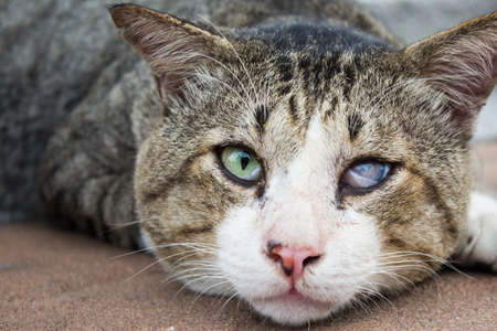 Blind Domestic Catの写真素材