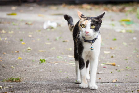 Domestic Catの写真素材