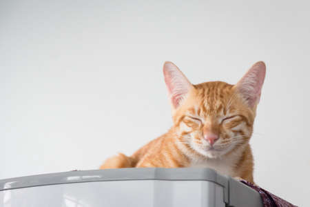 domestic Catの写真素材