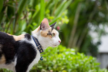 Domestic Catの写真素材