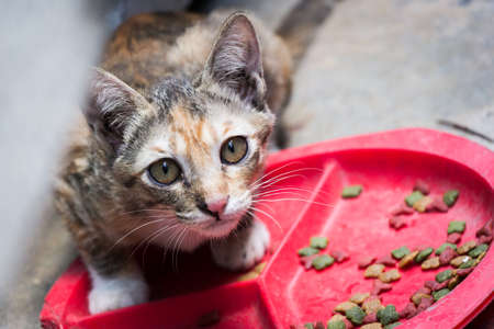 Yellow White and Black Domestic Cat with Cat Foodの写真素材