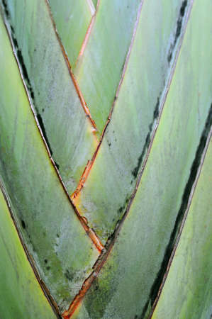 the tree, of thailandの写真素材