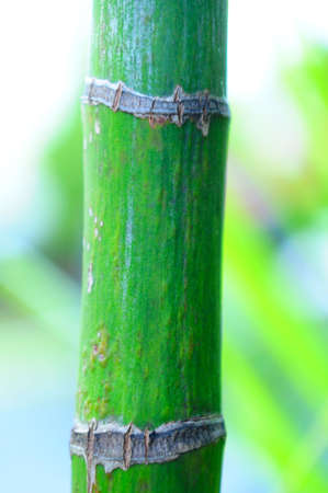 the bamboo, of thailandの写真素材