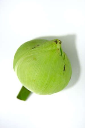 white Lotus, bangkok of thailandの写真素材