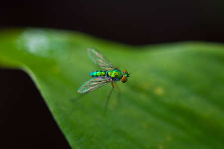 the bug at rayong, thailandの写真素材