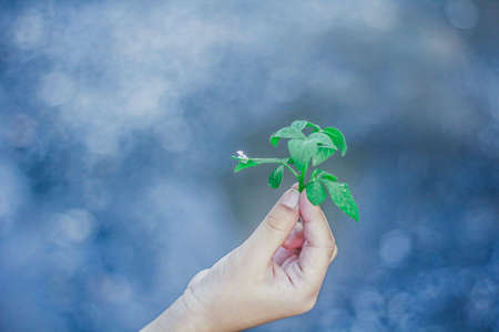 Small leaf in hand with bokeh background.
