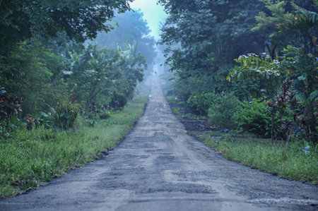 rural road in the mountains overgrown with trees