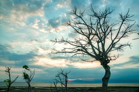 The sunrise on Gili Island looks like trees with fallen leaves and dramatic clouds