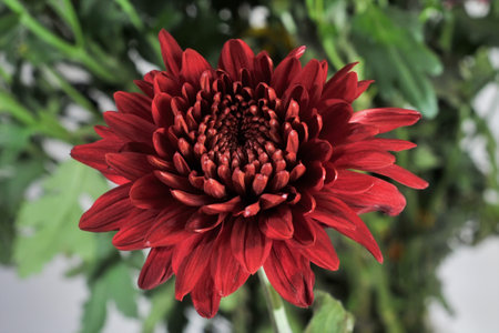 Close-up photo of red chrysanthemums indoorsの写真素材