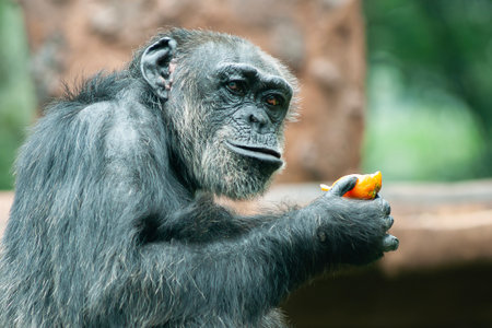 A Chimpanzee or Pan troglodytes is eating fruit for lunchの写真素材
