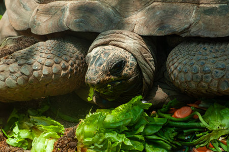 Galapagos Chelonoidis nigra turtle is eating lunchの写真素材
