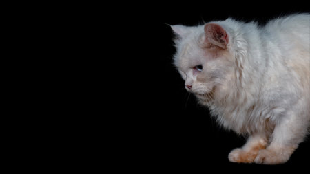 portrait of a Persian crossbreed cat indoors on a dark backgroundの写真素材