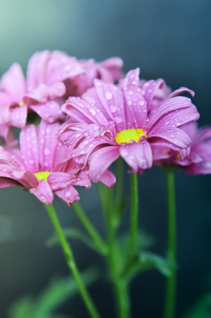 several stalks of purple chrysanthemums in a close-up photo indoors with dew on petalsの写真素材