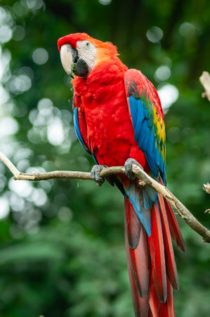 portrait of a scarlet macaw bird perched on a tree branch