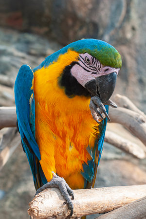 portrait of a scarlet macaw cleaning its feet