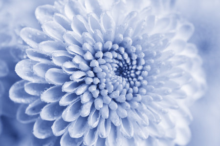 Macro photo of a green chrysanthemum flower showing details of the flower petals in Cyan Color styleの写真素材