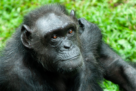portrait of a Chimpanzee or Pan troglodytes greeting and looking at cameraの写真素材