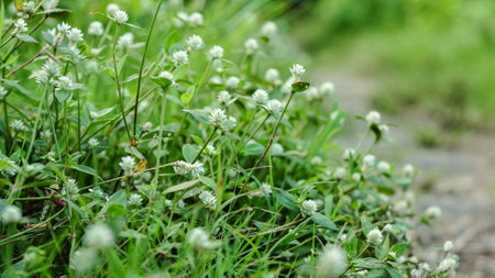 Wild bush on park outdoor during a day. selective focus