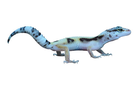 Leopard Gecko or Eublepharis macularius in White Solid Background.の写真素材