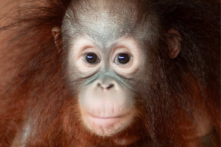 a portrait of baby Orang Utan or Pongo pygmaeus was looking straight aheadの写真素材