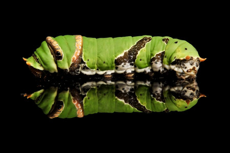 A Caterpillar Citrus Swallowtail on the glass table with dark backgroundの写真素材