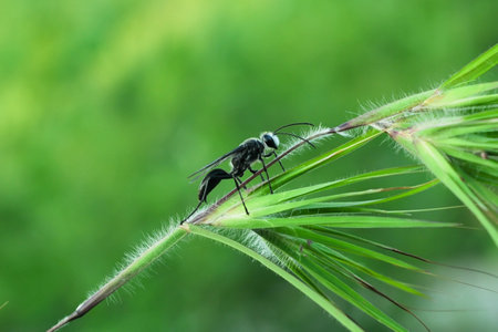 a Black grass carrying Isodontia wasp was perched on a leaf branchの写真素材