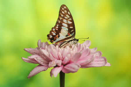 Butterfly Graphium Doson are perched on pink chrysanthemum petal with a blurred backgroundの写真素材