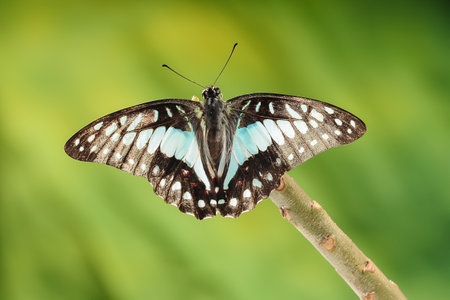 Butterfly Graphium Doson is perched on a branch while flapping its wings. Green Background