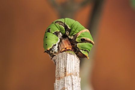 A Caterpillar Citrus Swallowtail crawling on the edge of the branch