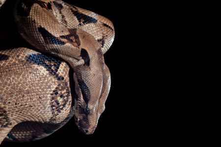 a Sanca snake or Malayopython reticulatus is resting while coiling its body in a circle