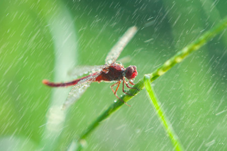 A red-veined darter or nomad dragonfly is perched on a branch and its body is soaked in rainwater...