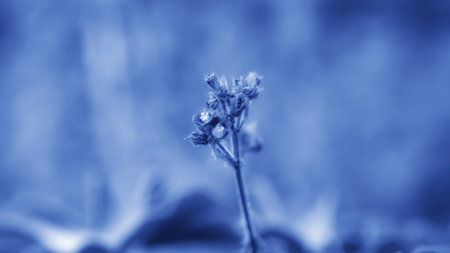 Macro Shoot from flower as background in the style of Cyanotophia colour theme