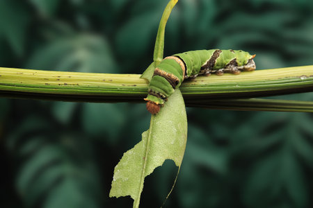 A Caterpillar Citrus Swallowtail eating leaves on the branch with green backgroundの写真素材
