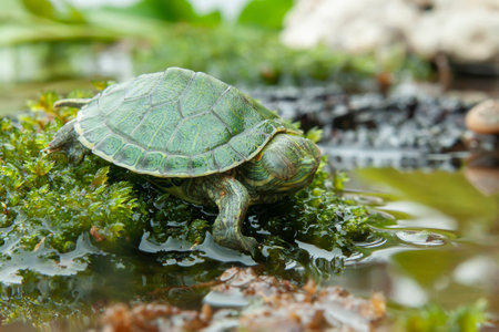 Brazilian turtle or black-bellied slider or Trachemys dorbigni in a small pond with moss on itの写真素材