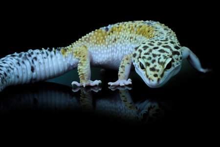 Leopard Gecko or Eublepharis macularius in Reflection Glassの写真素材