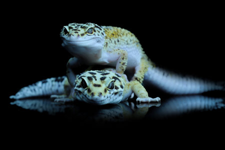 Two Leopard Gecko or Eublepharis macularius in Reflection Glassの写真素材